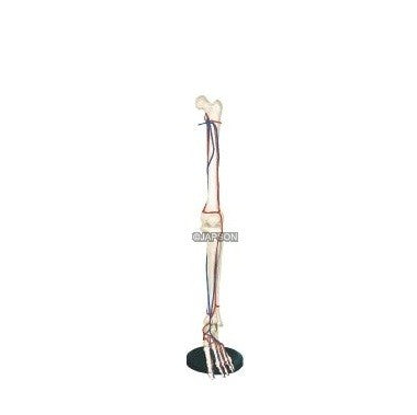 Human Leg Bone Model With Blood Vessels Human Leg Bone Model With Blood Vessels